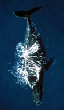 Orca whale in Alaska.
