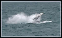 When is the best time to see whales in Alaska?
