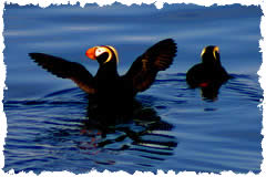 Alaska Puffins photographed from a cruise ship tour in the Gulf of Alaska. 