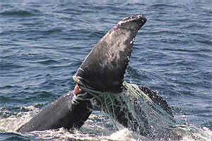 Humpback whale with tail tangled in fishing nets.