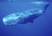 Sperm Whale Watching